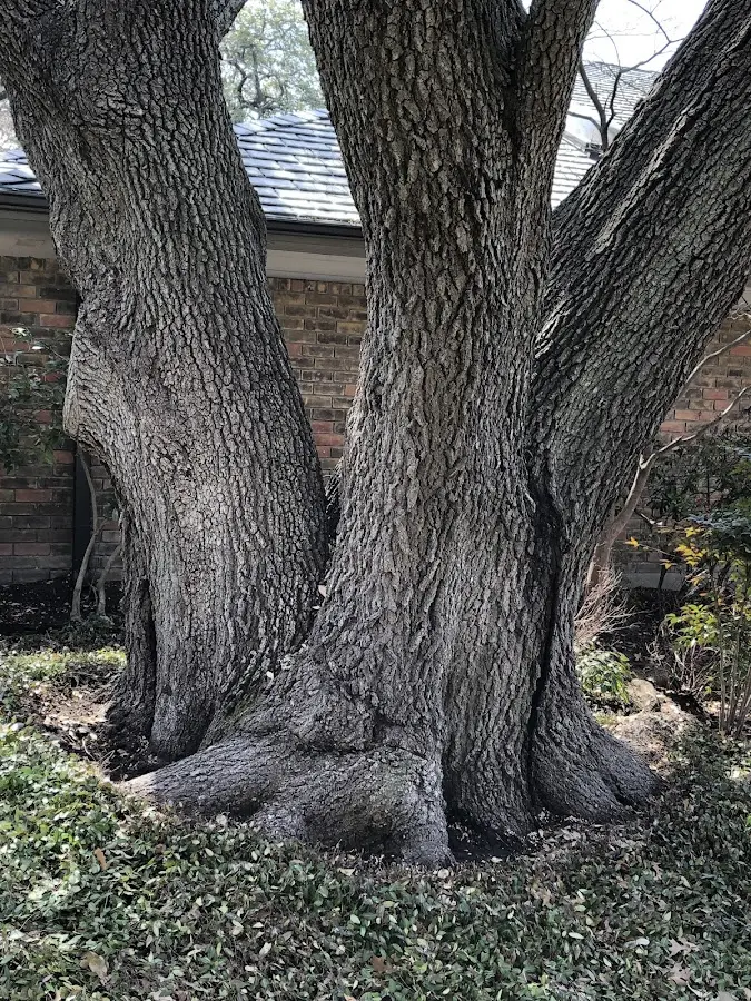 Mature heritage tree close to a Port Barre property cared for by certified arborists